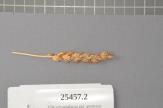 Click for 1 image(s) for this accession. Spike